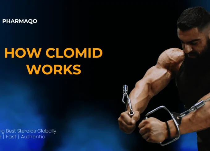 How Clomid Works